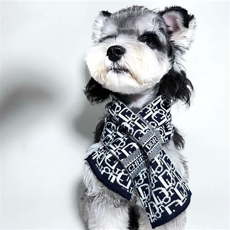 dior pour chien|purrfect Dior dog.